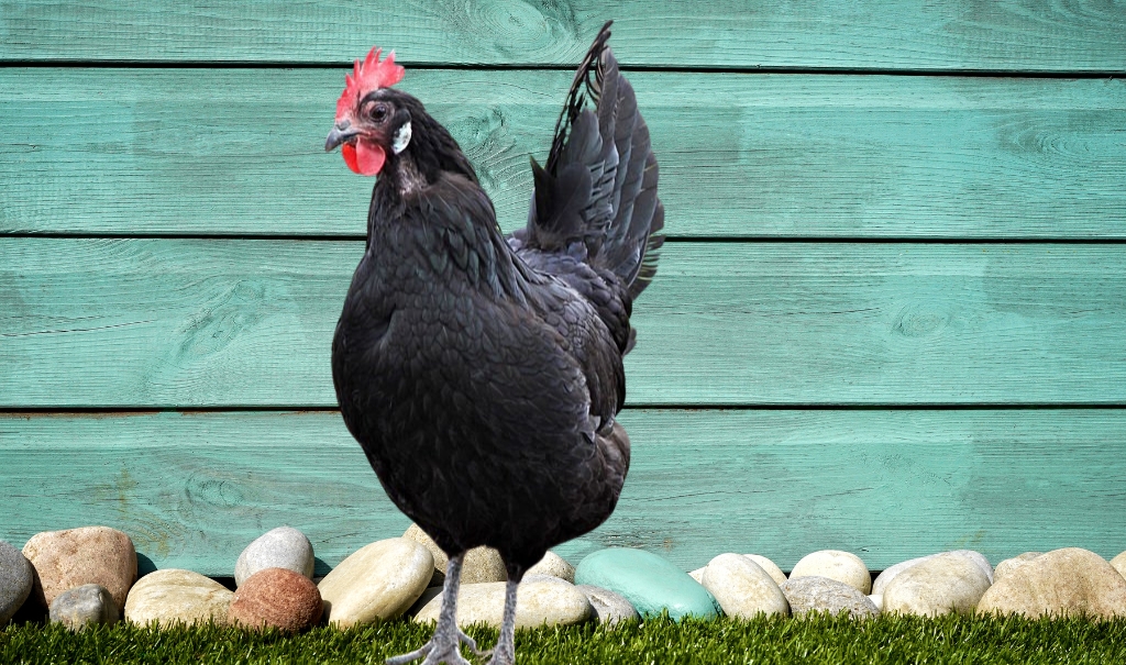 What is an Australorp Chicken? History, Characteristics, Egg Production And More