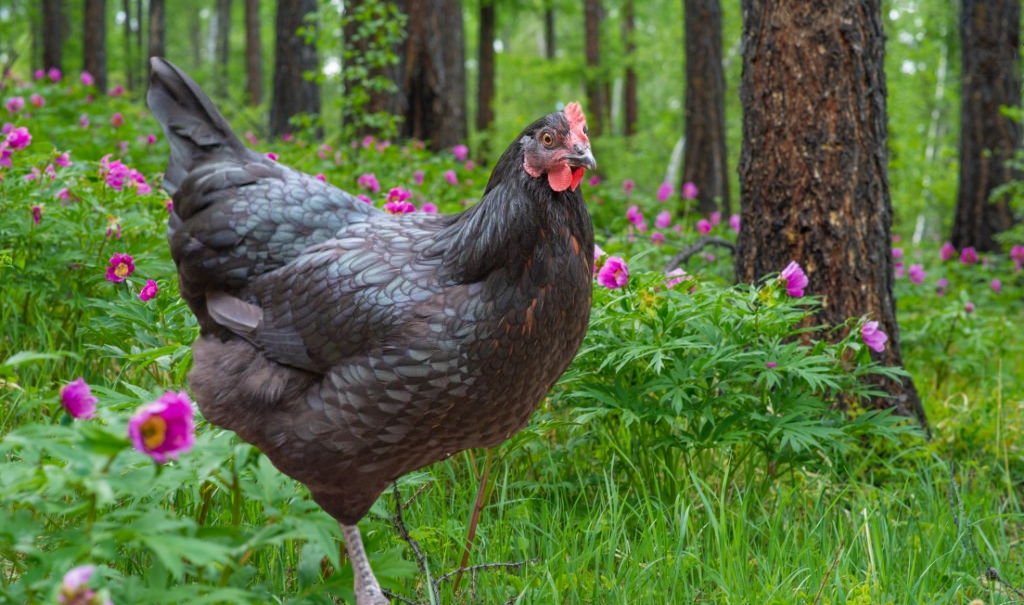 What is an Australorp Chicken? History, Characteristics, Egg Production And More