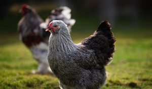 What is Brahma Chicken? History, Characteristics, Types And More