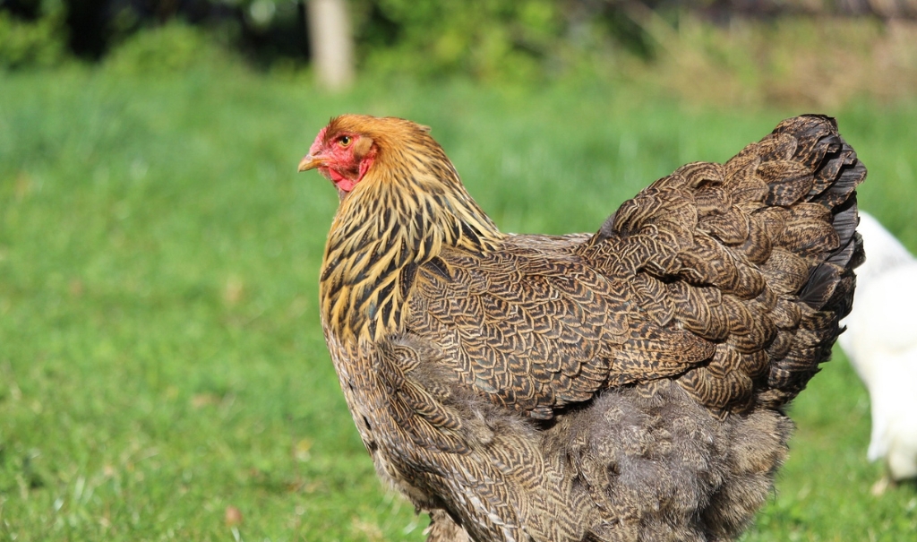 What is Brahma Chicken? History, Characteristics, Types And More