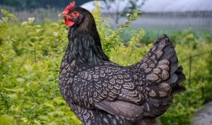 What is a Barnevelder Chicken? History, Characteristics, Egg Laying Capacity, Types, Care, And More