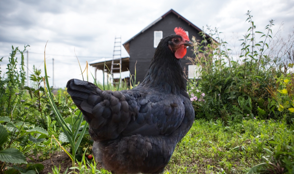 What is a Jersey Giant Chicken? History, Characteristics, Uses, Care And More