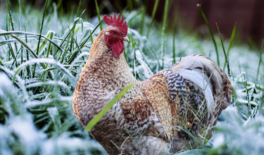 All About the Bielefelder Kennhuhn