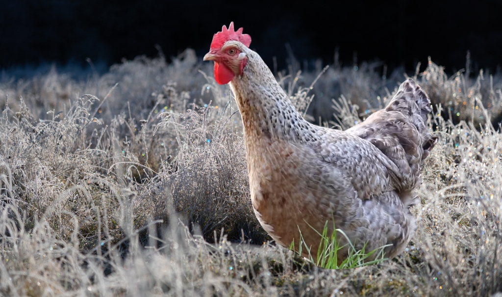 All About the Bielefelder Kennhuhn