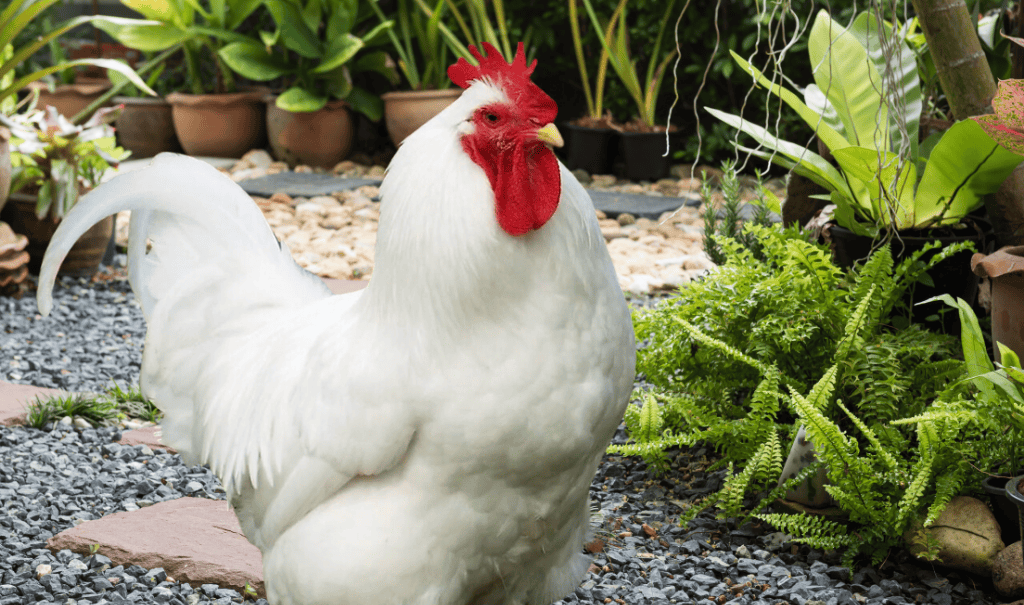 What is a Jersey Giant Chicken? History, Characteristics, Uses, Care And More