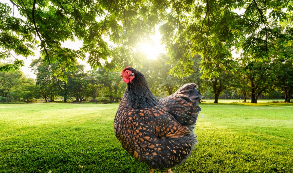 All About the Wyandotte Chicken