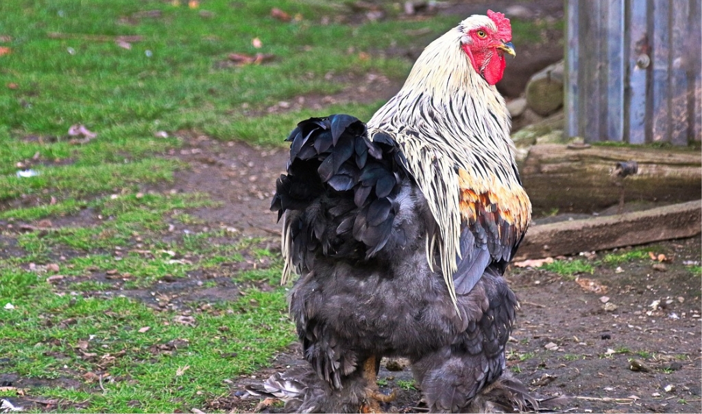 What is a Fully Feathered Chicken?