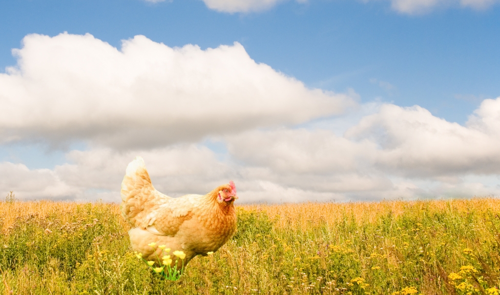 Top 3 Best Egg-Laying Chickens