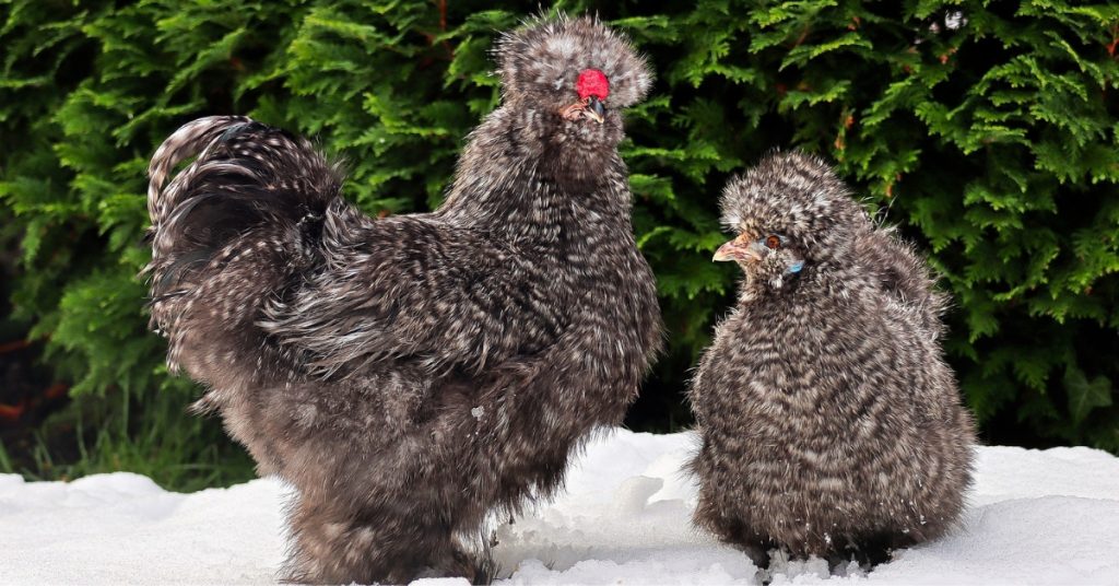 Black Silkie Chicken: Characteristics, Caring, Health Issues