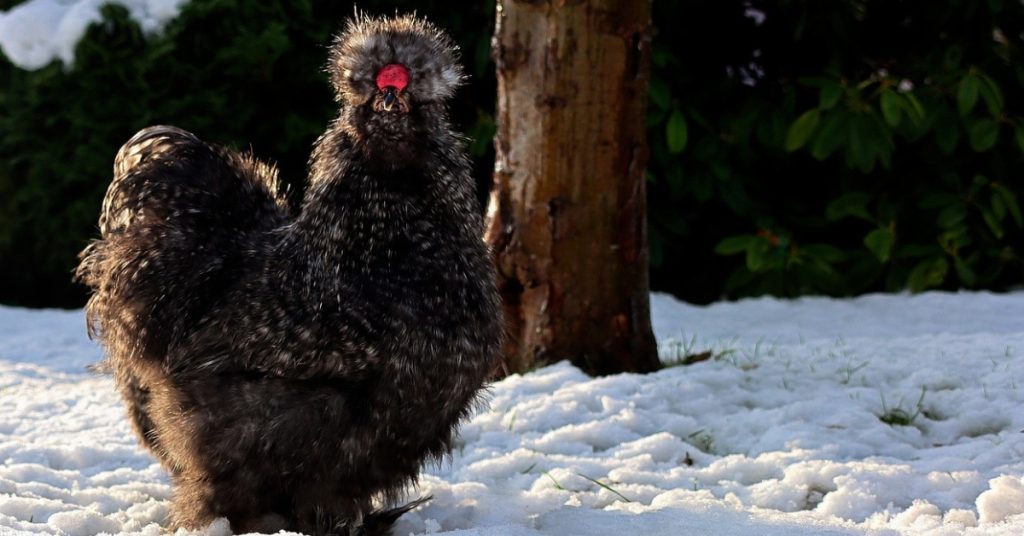 Black Silkie Chicken: Characteristics, Caring, Health Issues