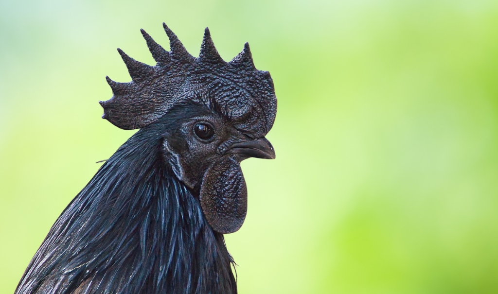 What is Ayam Cemani Chicken? And Why is it So Expensive?