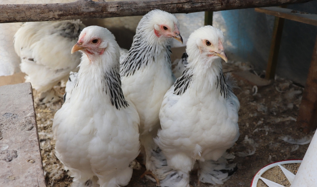 What is Brahma Chicken? History, Characteristics, Types And More