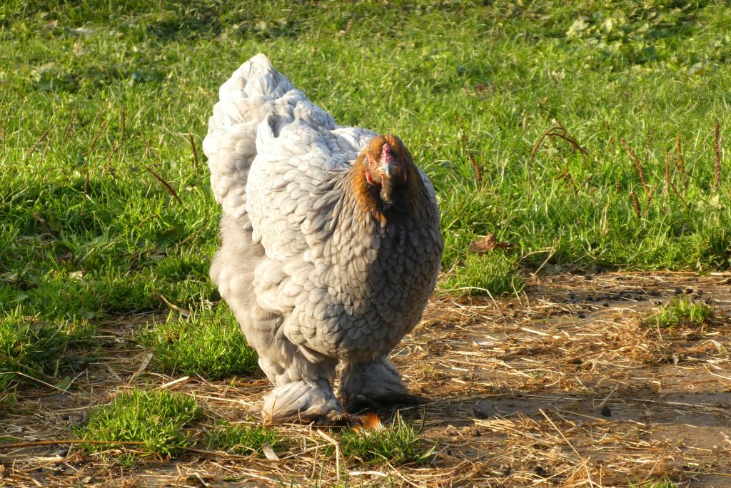 What is Cochin Chicken? History, Characteristics, Egg Production, Types, Care And Benefits