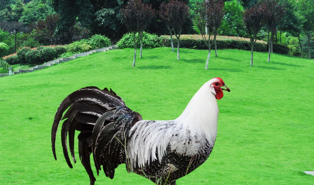 What is a Deathlayer Chicken? Uncovering the Origins, Characteristics, and Care Tips