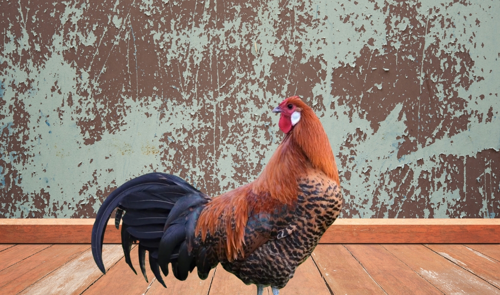 What is a Deathlayer Chicken? Uncovering the Origins, Characteristics, and Care Tips