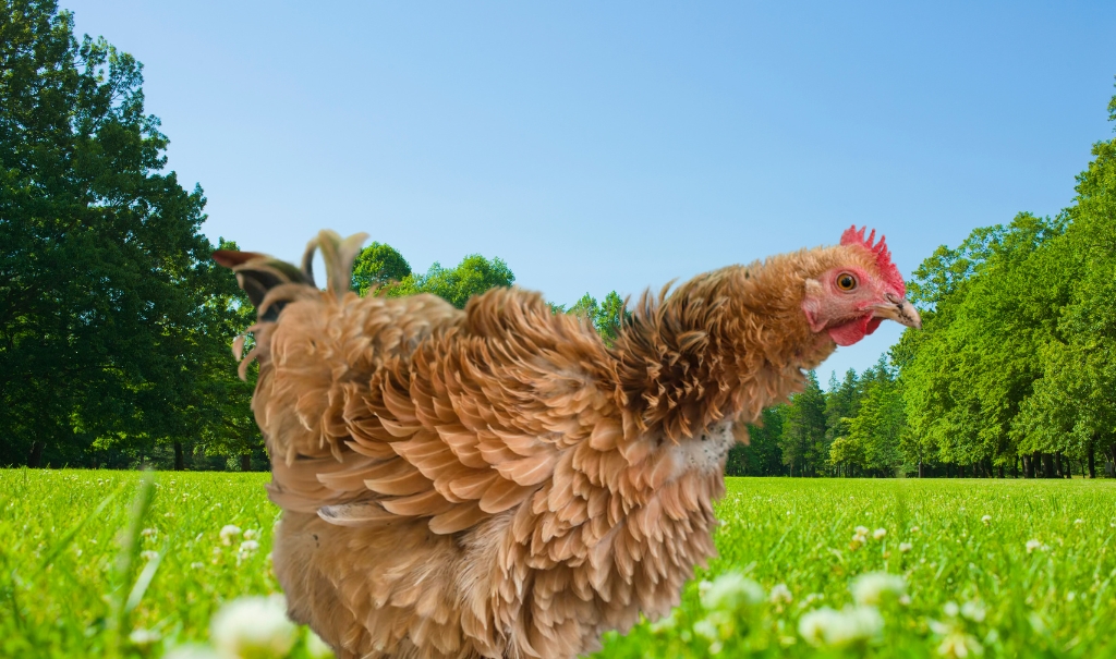 What is a Frizzle Chicken? History, Characteristics, Types And More