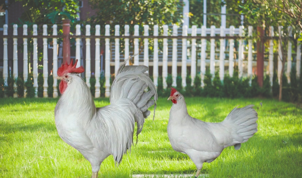 Top 3 Best Egg-Laying Chickens