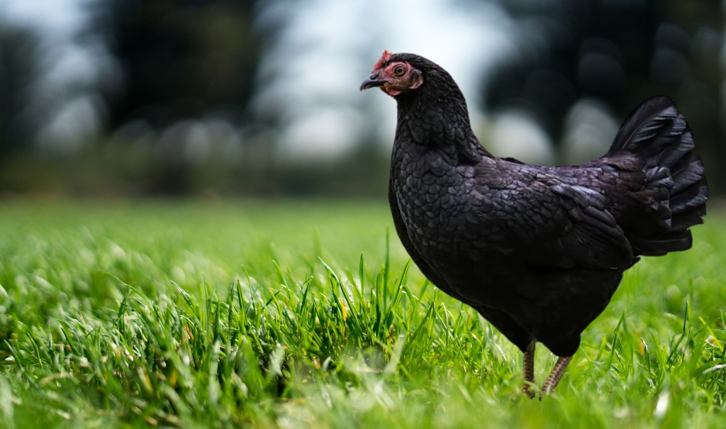 What is Marans Chicken? History, Characteristics, Egg Production And Types