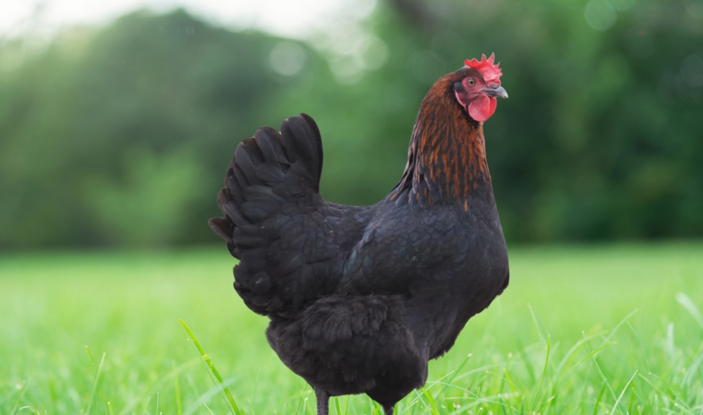 What is Marans Chicken? History, Characteristics, Egg Production And Types 