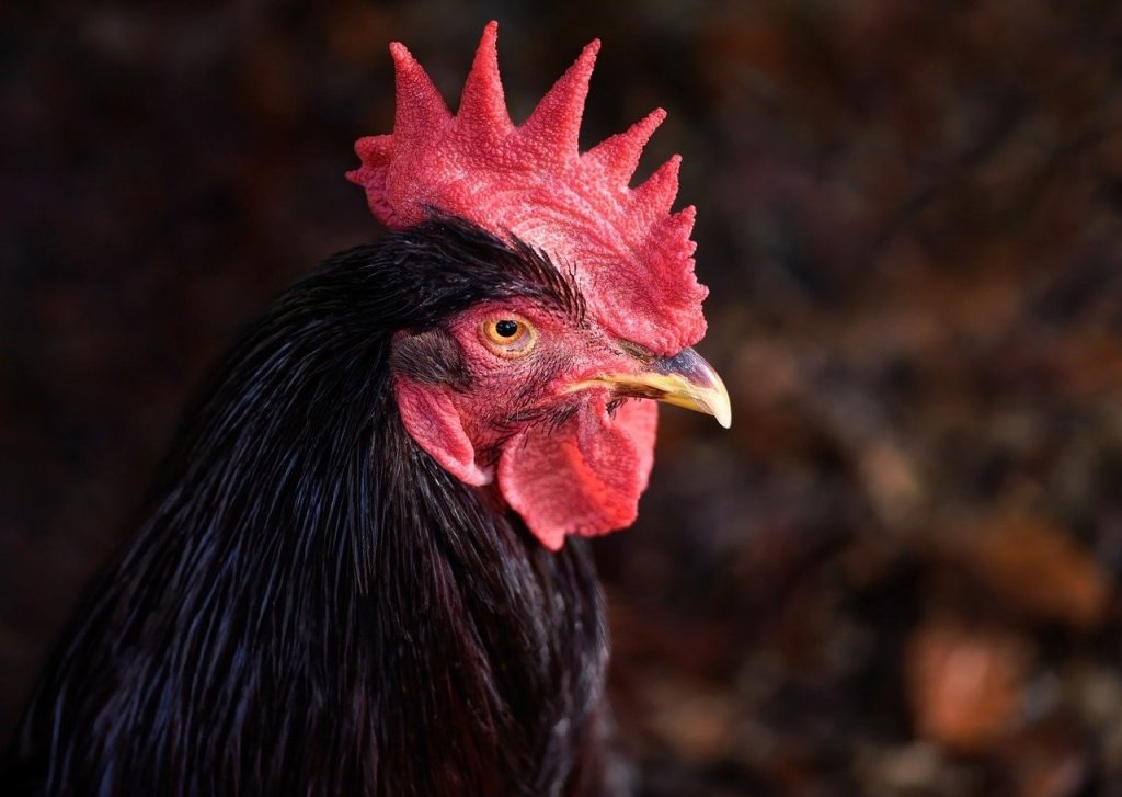 All About Rhode Island Red Chicken