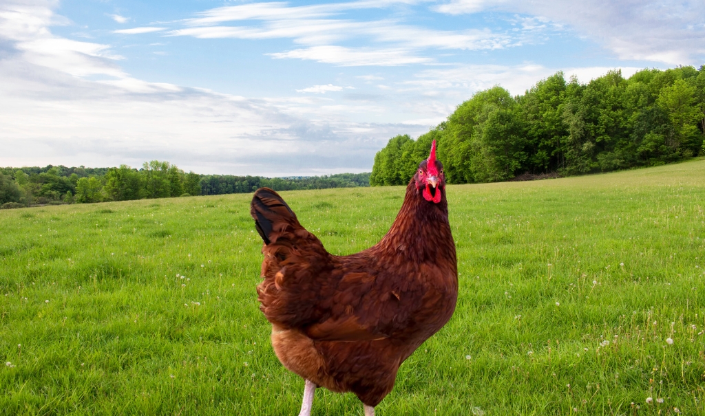 All About Rhode Island Red Chicken