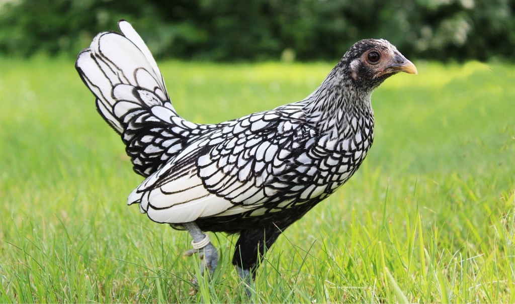 Midget Chickens: What Are They? Top 5 Breeds Explained