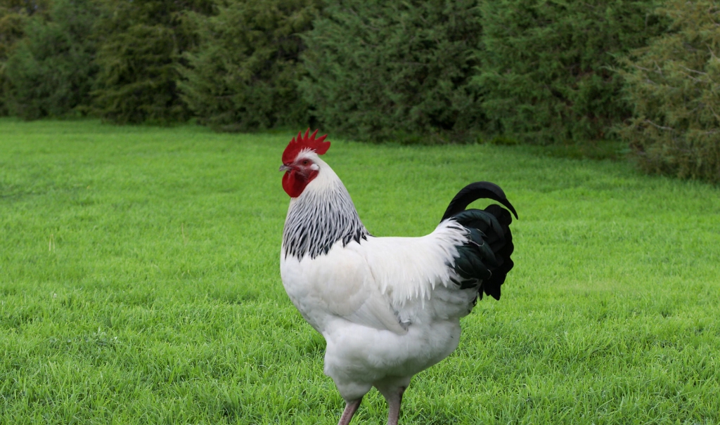 Top 3 Best Egg-Laying Chickens