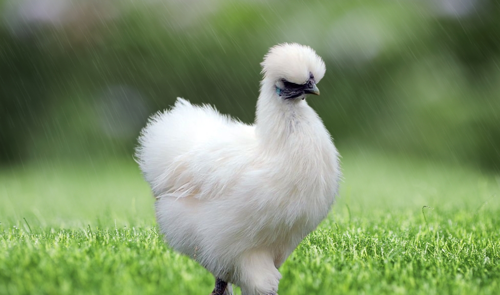 All About the Silkie Chicken: History, Fun Facts, Uses, Caring And More