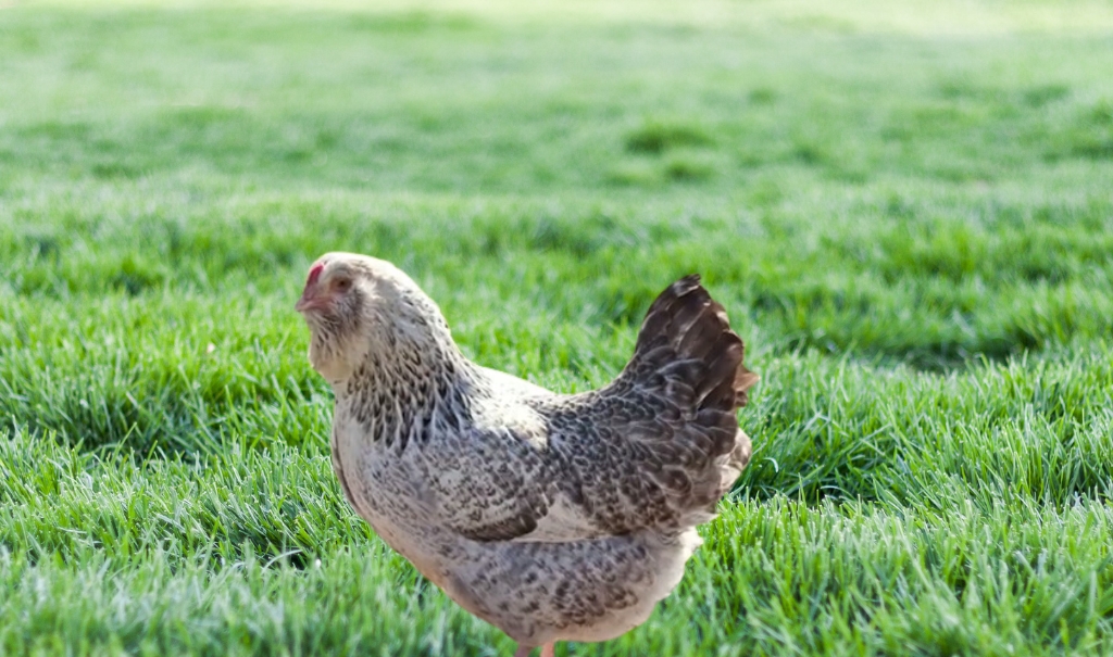 All About the Ameraucana Chicken