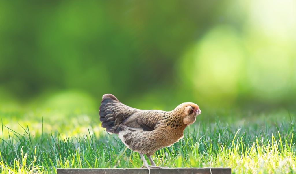 All About the Ameraucana Chicken