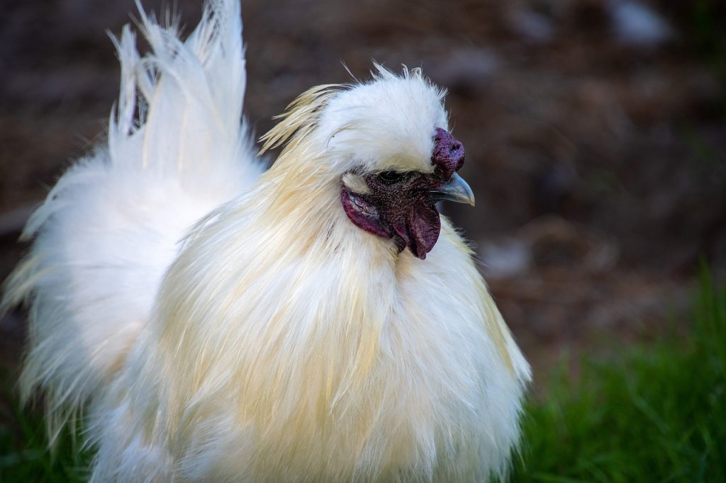 All About the Silkie Chicken: History, Fun Facts, Uses, Caring And More