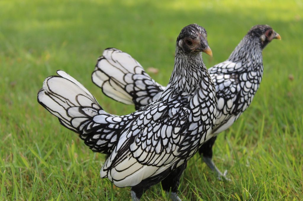 All About the Sebright Chicken