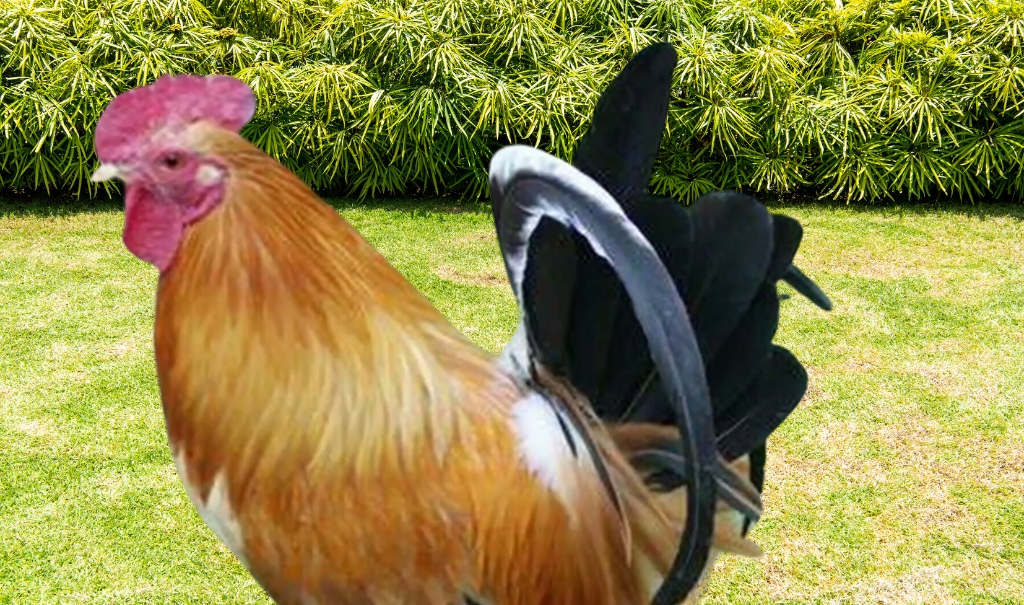 What is Japanese Bantam? Origin, Physical Characteristics, Types, Caring