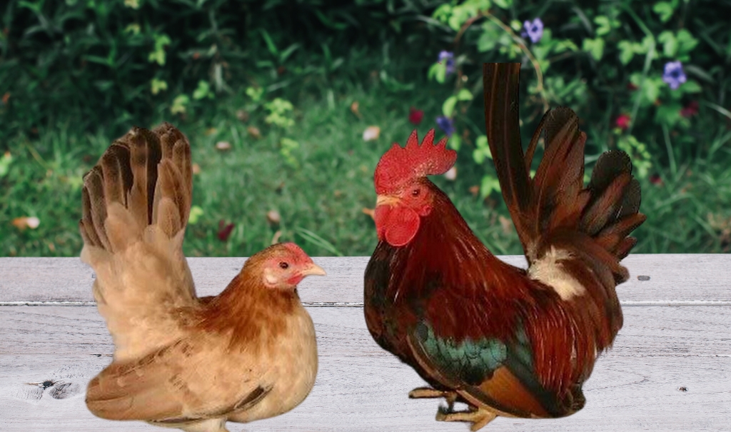 What is Japanese Bantam? Origin, Physical Characteristics, Types, Caring