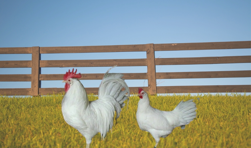 What is the Leghorn Chicken? History, Characteristics, Types, Egg laying, Caring And More