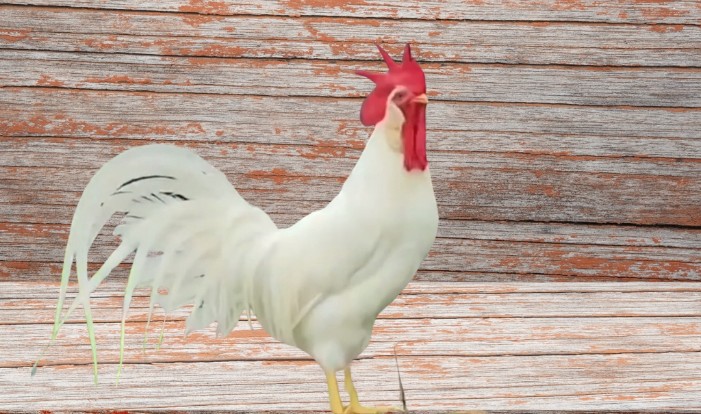 What is the Leghorn Chicken? History, Characteristics, Types, Egg laying, Caring And More