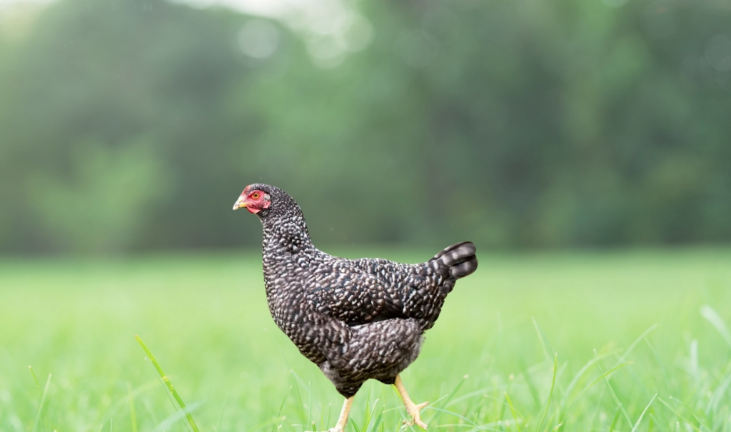 What is Plymouth Rock Chicken? History, Characteristics, Types, Caring And More