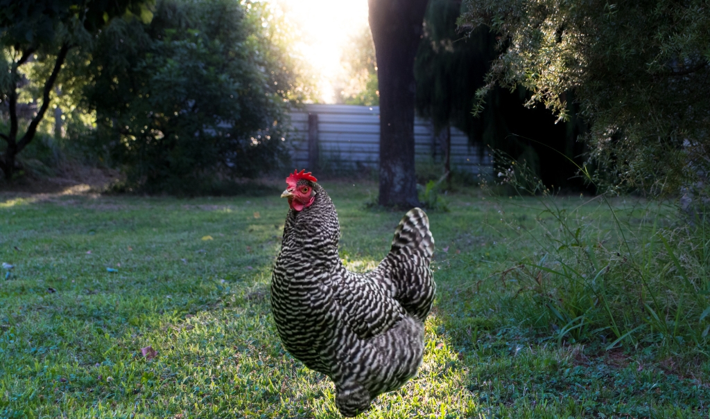 What is Plymouth Rock Chicken? History, Characteristics, Types, Caring And More