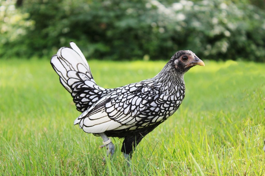 All About the Sebright Chicken