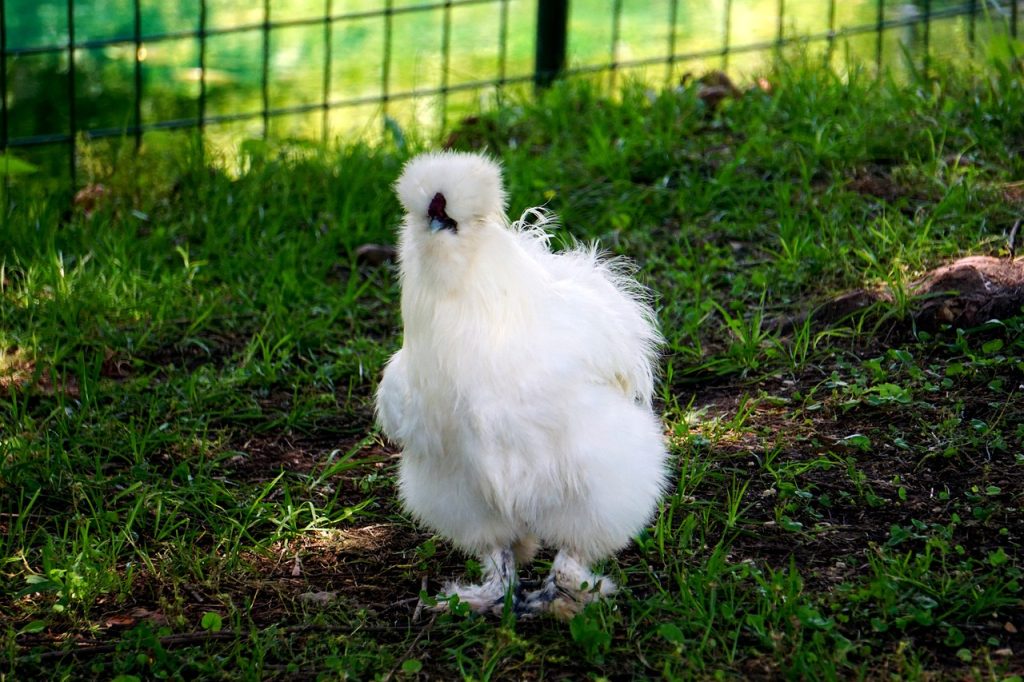 All About the Silkie Chicken: History, Fun Facts, Uses, Caring And More